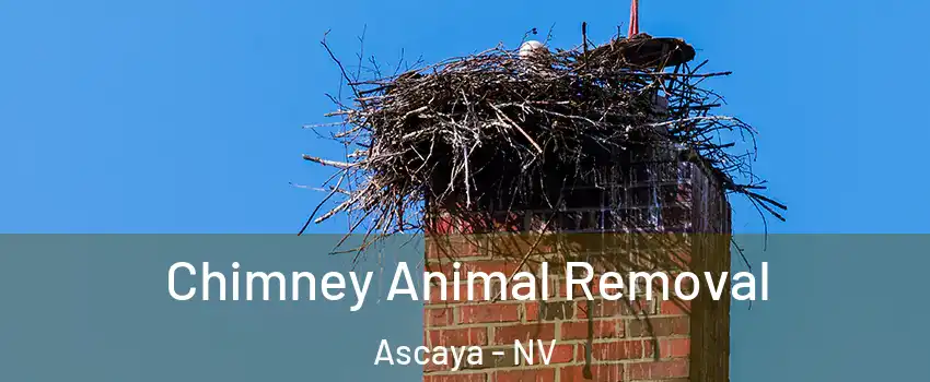 Chimney Animal Removal Ascaya - NV