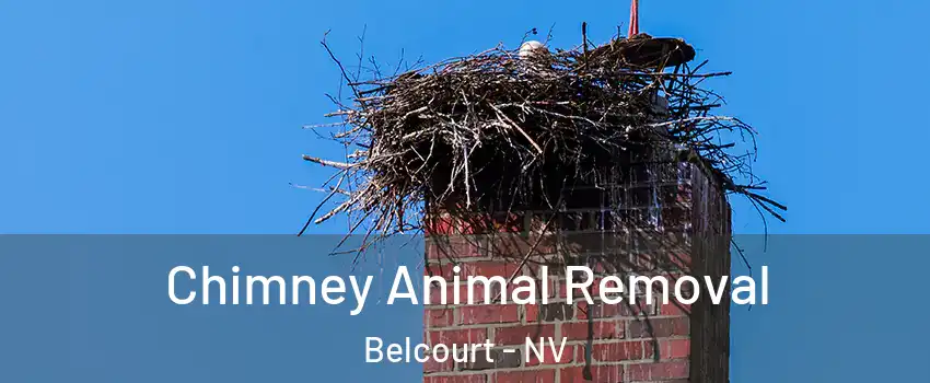 Chimney Animal Removal Belcourt - NV