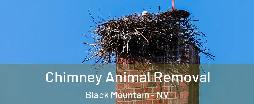 Chimney Animal Removal Black Mountain - NV