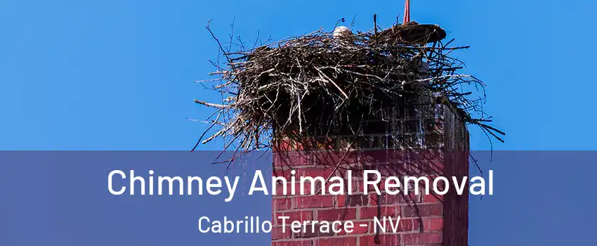 Chimney Animal Removal Cabrillo Terrace - NV