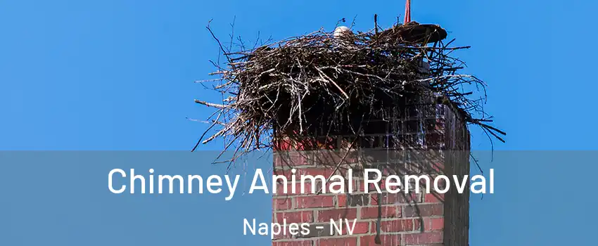 Chimney Animal Removal Naples - NV