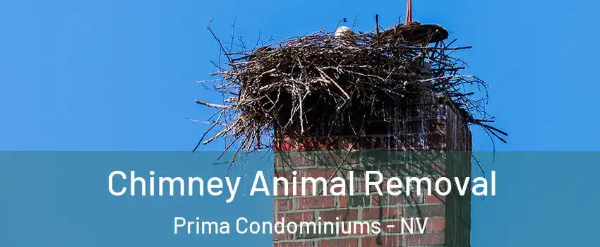 Chimney Animal Removal Prima Condominiums - NV