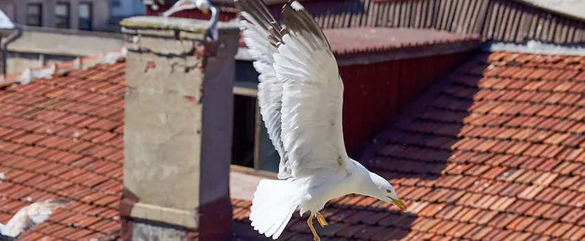 Residential Chimney Animal Removal Solution in Naples, NV